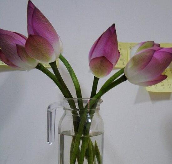 荷花如何养在花瓶里，4个步骤手把手教你花瓶养荷花