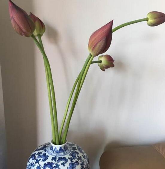 荷花如何养在花瓶里，4个步骤手把手教你花瓶养荷花