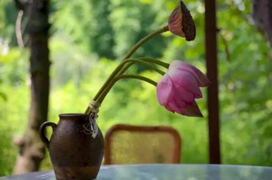 荷花如何养在花瓶里，4个步骤手把手教你花瓶养荷花