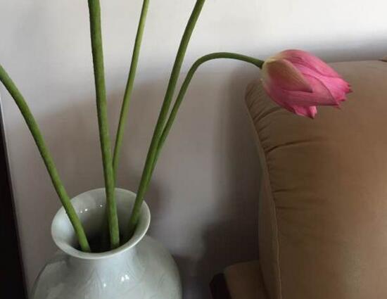 荷花如何养在花瓶里，4个步骤手把手教你花瓶养荷花