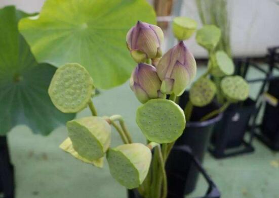 荷花如何养在花瓶里，4个步骤手把手教你花瓶养荷花