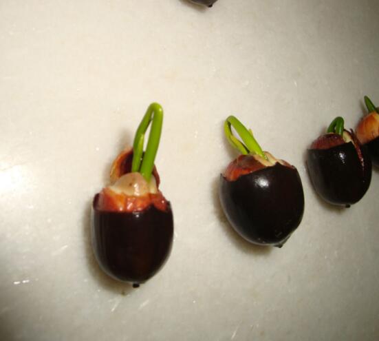 盆栽荷花的种植办法,播种/种藕(种藕存活率比较高)