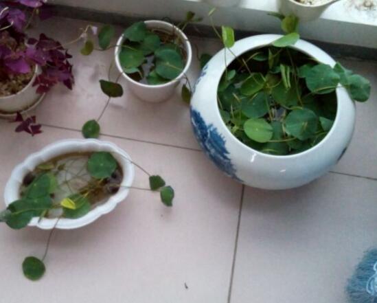 盆栽荷花的种植办法,播种/种藕(种藕存活率比较高)