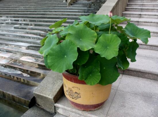 盆栽荷花的种植办法,播种/种藕(种藕存活率比较高)