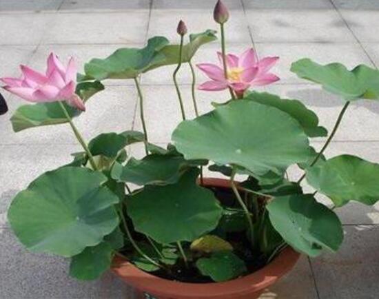 盆栽荷花的种植办法,播种/种藕(种藕存活率比较高)