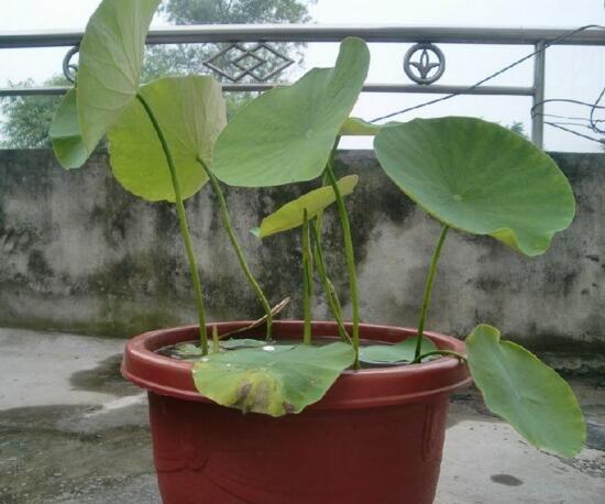 盆栽荷花的种植办法,播种/种藕(种藕存活率比较高)