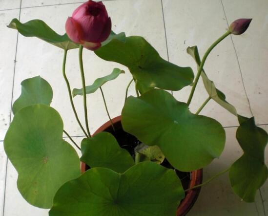 盆栽荷花的种植办法,播种/种藕(种藕存活率比较高)