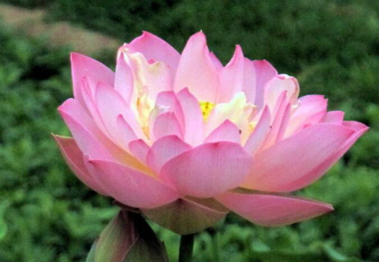 家里为何不能养荷花，家里种荷花对风水好吗(寓意和谐)