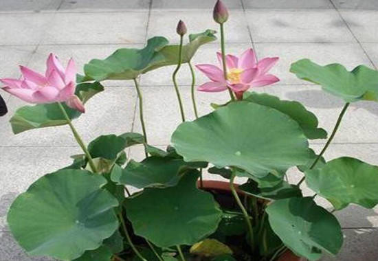 家里为何不能养荷花，家里种荷花对风水好吗(寓意和谐)