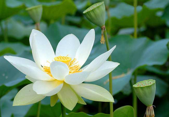 家里为何不能养荷花，家里种荷花对风水好吗(寓意和谐)