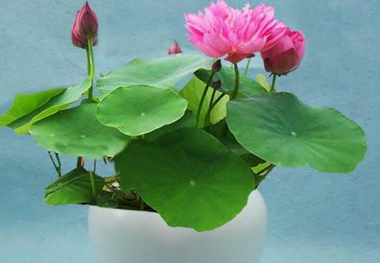 家里为何不能养荷花，家里种荷花对风水好吗(寓意和谐)