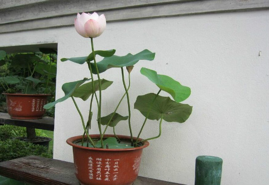 家里为何不能养荷花，家里种荷花对风水好吗(寓意和谐)