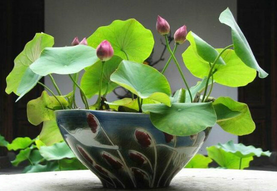家里为何不能养荷花，家里种荷花对风水好吗(寓意和谐)