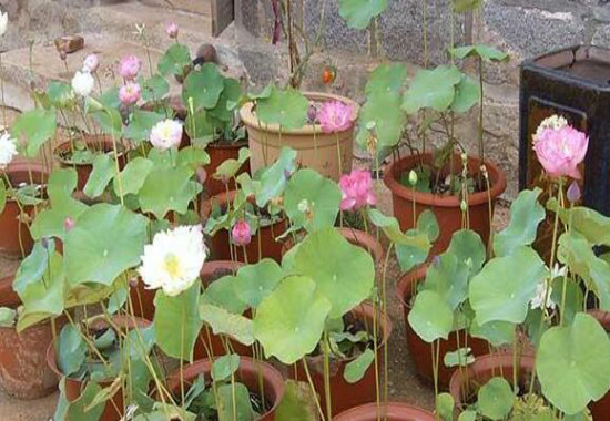 家里为何不能养荷花，家里种荷花对风水好吗(寓意和谐)