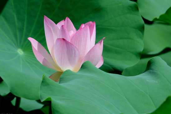 荷花病虫害预防和治疗