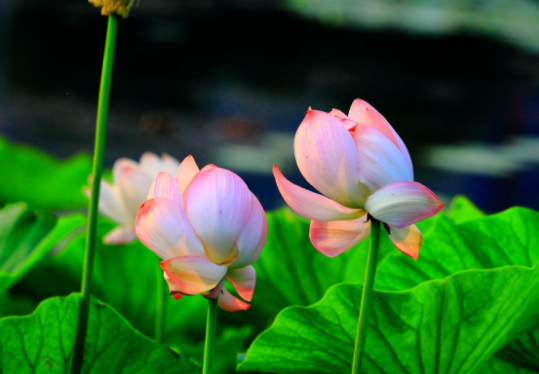 荷花病虫害预防和治疗