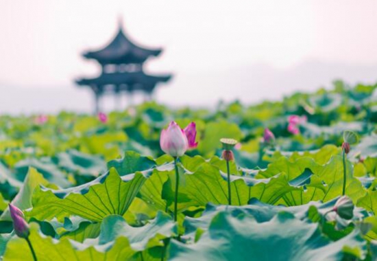 2018西湖荷花什么时候开花，7—9月是赏荷花最佳时节