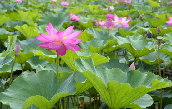 荷花 荷花和莲花有什么区别:莲花并不是单指一种植物,它是莲属植物的统称