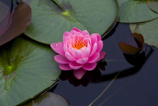 睡莲 荷花和莲花有什么区别:莲花并不是单指一种植物,它是莲属植物的统称