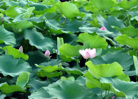 荷花 荷花和莲花有什么区别:莲花并不是单指一种植物,它是莲属植物的统称