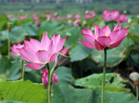 荷花 荷花和莲花有什么区别:莲花并不是单指一种植物,它是莲属植物的统称