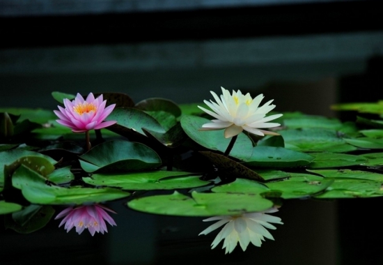 睡莲 荷花和莲花有什么区别:莲花并不是单指一种植物,它是莲属植物的统称