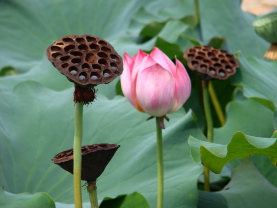 荷花 荷花和莲花有什么区别:莲花并不是单指一种植物,它是莲属植物的统称