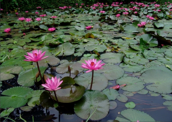 睡莲 荷花和莲花有什么区别:莲花并不是单指一种植物,它是莲属植物的统称