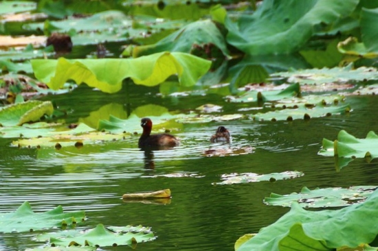 荷花如何越冬：南北温度差异大，越冬办法也不同