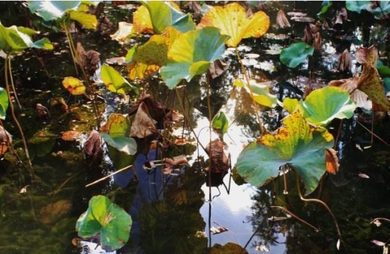 荷花如何越冬：南北温度差异大，越冬办法也不同