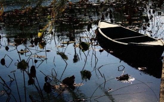 荷花如何越冬：南北温度差异大，越冬办法也不同