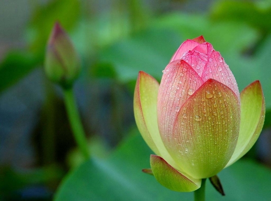 荷花图片附介绍：相册的图片免费下载