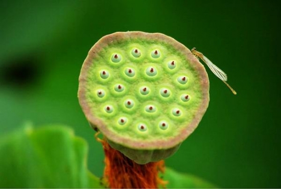 荷花图片附介绍：相册的图片免费下载