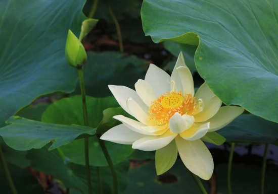 荷花图片附介绍：相册的图片免费下载