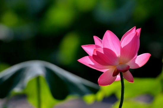 荷花图片附介绍：相册的图片免费下载