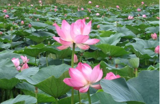 如何科学繁殖荷花