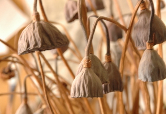 荷花烂根枯萎如何办