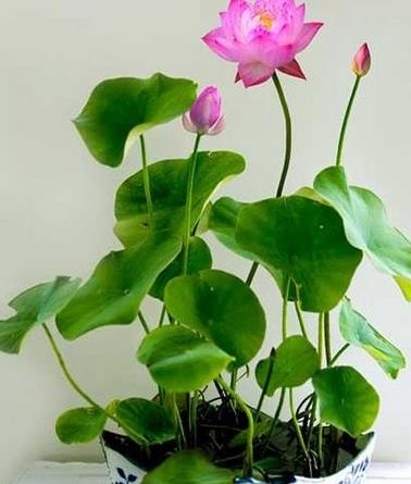 如何无土栽培荷花