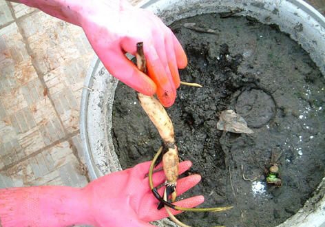 家庭应如何科学栽植荷花