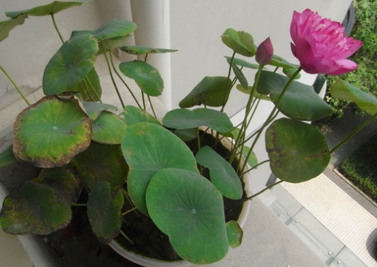 荷花应如何科学盆栽