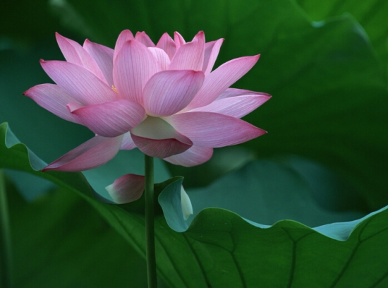 如何预防和治疗荷花病虫害