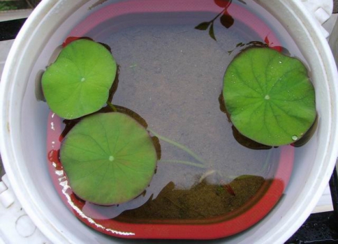 荷花苗：2014年价格|种植办法