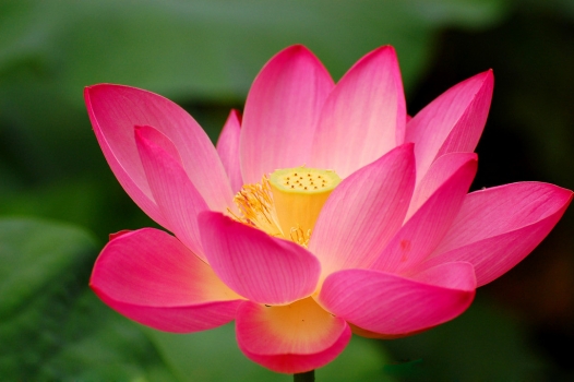 荷花作文800字,700字,600字,500字,400字,300字