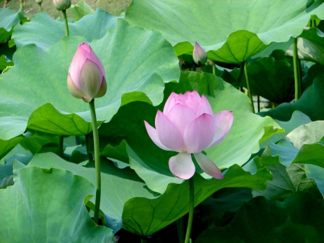 荷花作文800字,700字,600字,500字,400字,300字