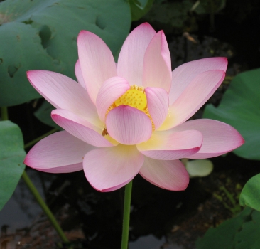 荷花作文800字,700字,600字,500字,400字,300字