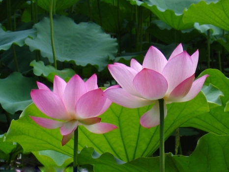 荷花作文800字,700字,600字,500字,400字,300字