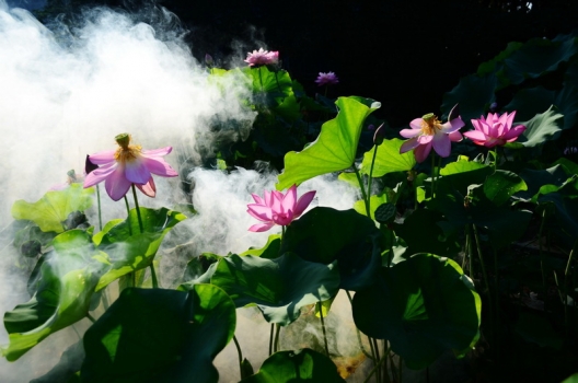 赞美荷花的诗句：大全