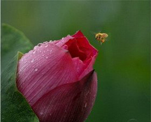 荷花的象征意义：宗教 哲学 文化