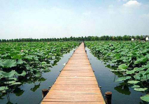 荷花的诗句：文人雅士以莲为诗句大全