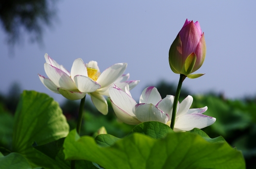 荷花的诗句：文人雅士以莲为诗句大全